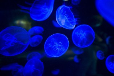 Conferències de Microbiologia- MICROORGANISMES BIOLUMINISCENTS